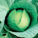 farmscart-cabbage-goldeneco