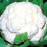 farmscart-cauliflower-arc1