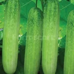 farmscart-cucumber-westerngreeen