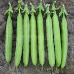 farmscart-peas-g10