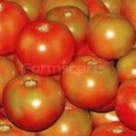 farmscart-tomato-desi105f