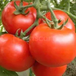 farmscart-tomato-redapplef