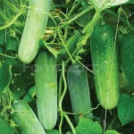 farmscart-cucumber-award