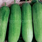 farmscart-cucumber-goldengreen