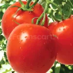 farmscart-tomato-bright