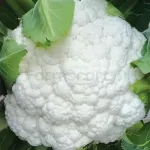 farmscart-cauliflower-whitebeauty