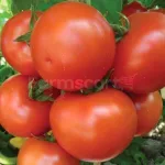 farmscart-tomato-ghana711