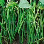 farmscart-beans-finch
