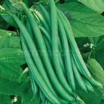 farmscart-beans-polesuper