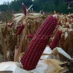 farmscart-maize-superred