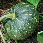 farmscart-pumpkin-ecorani