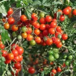 farmscart-tomato-cherryeg