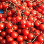 farmscart-tomato-ecocherry