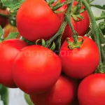 farmscart-tomato-elora