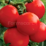 farmscart-tomato-roza