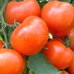 farmscart-tomato-ghana705