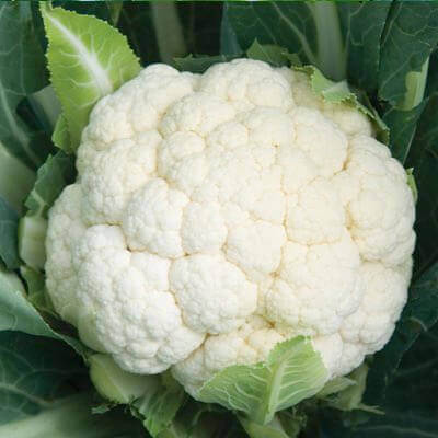  Cauliflower White Beauty Farmscart