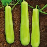 farmscart-bottlegourd-suman